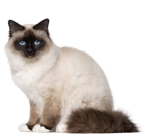 Birman cats for hot sale sale near me